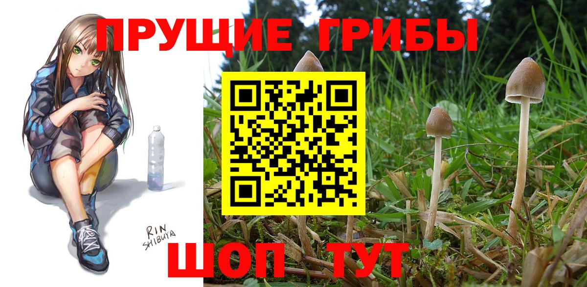 Псилоцибиновые грибы мицелий  Галлюциногенные грибы Psilocybine cubensis  как найти закладки  Вход с VPN  Гурьевск 
